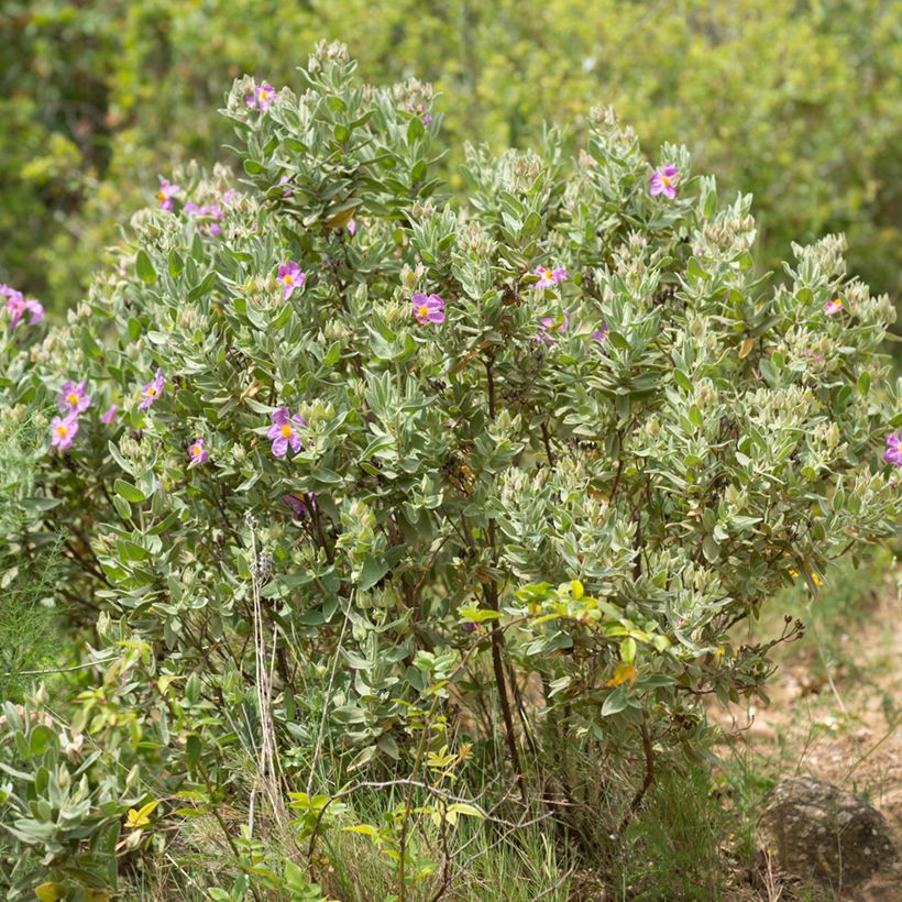 Weißliche Zistrose (Samen) - Cistus albidus (Wuchs)
