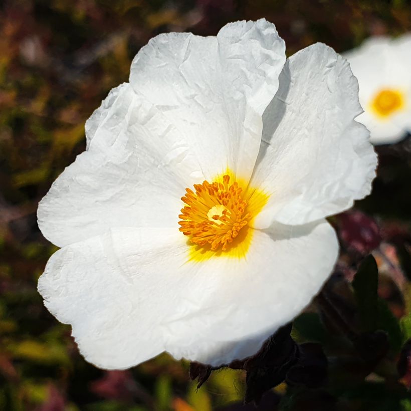 Lorbeerblättrige Zistrose (Samen) - Cistus laurifolius (Blüte)