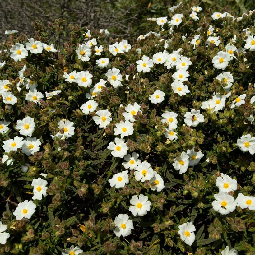 Montpellier-Zistrose (Samen) - Cistus monspeliensis (Wuchs)