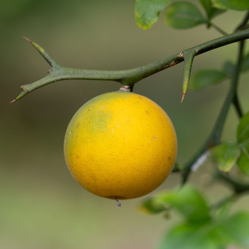 Dreiblättrige Orange (Samen) - Poncirus trifoliata (Ernte)