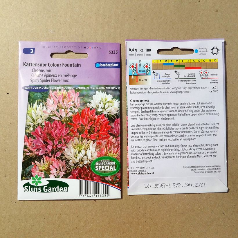 Beispiel eines Exemplars von Spinnenpflanze Colour Fountain Mix (Samen) - Cleome die Tüte mit 450 Samen ungefähr (1g) wie geliefert