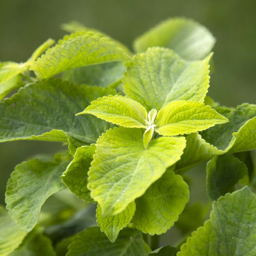 Buntnessel Mezmerize​ Bright Green (Samen) - Solenostemon (Laub)