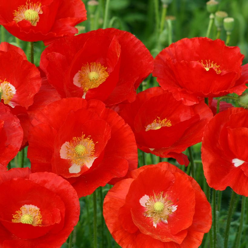 Klatsch-Mohn American Legion (Samen) - Papaver rhoeas (Flowering)