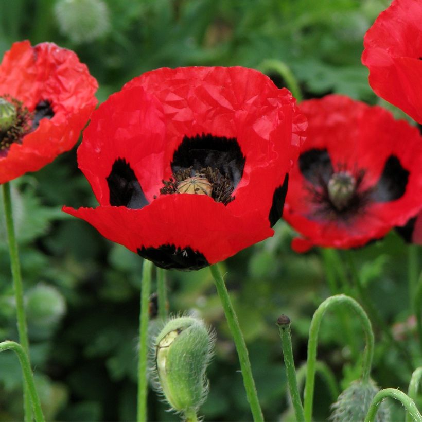 Papaver commutatum Ladybird (Samen) - Marienkäfer-Mohn (Flowering)