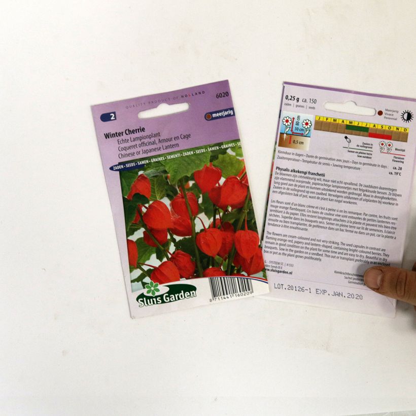 Beispiel eines Exemplars von Physalis franchetti Winter Cherry (Samen) - Lampionblume die Tüte mit 150 Samen ungefähr wie geliefert