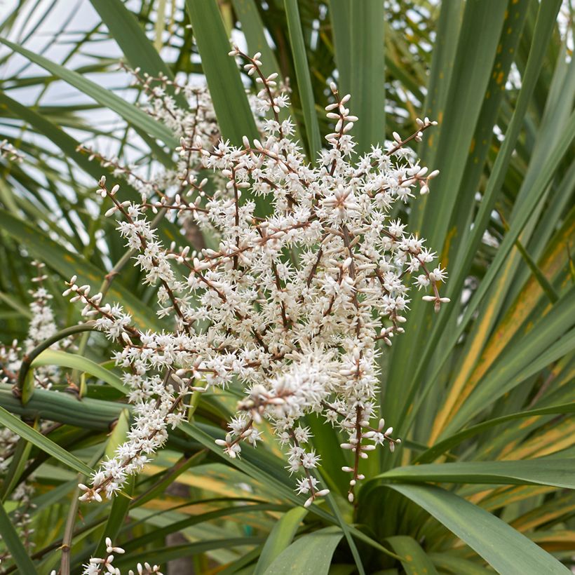Grüne Cordyline australis (Samen) - Keulenlilie (Blüte)