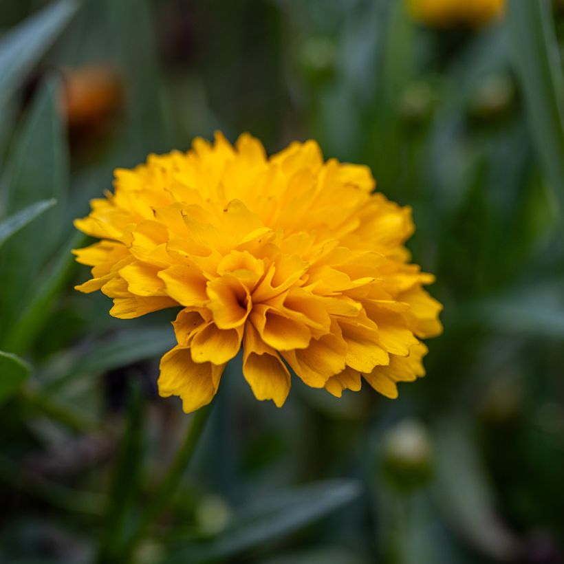 Großblumige Mädchenauge Early Sunrise (Samen) - Coreopsis grandiflora (Flowering)