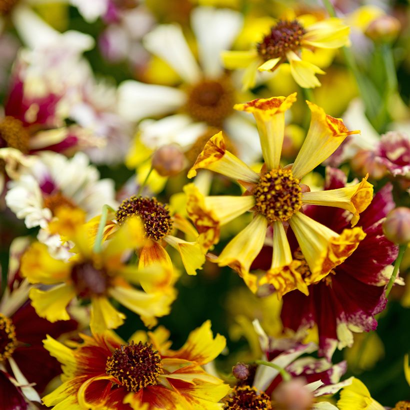 Mädchenauge Incredible ! Sea Shells Mix (Samen) - Coreopsis (Flowering)