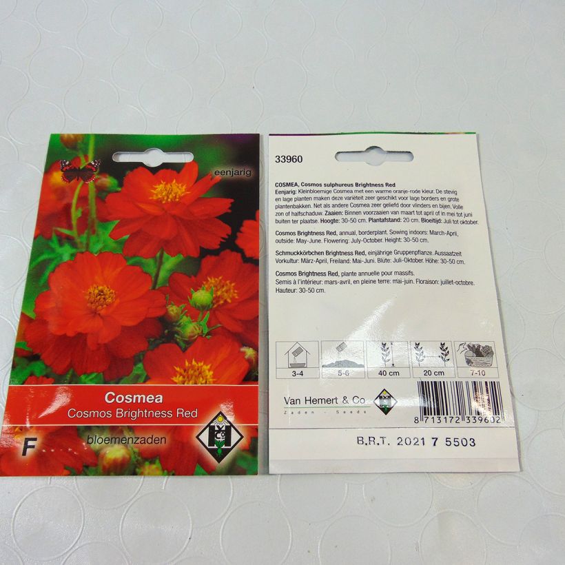 Beispiel eines Exemplars von Cosmos sulphureus Brightness Red (Samen) - Gelbes Schmuckkörbchen die Tüte mit 40 Samen ungefähr (0.5g) wie geliefert