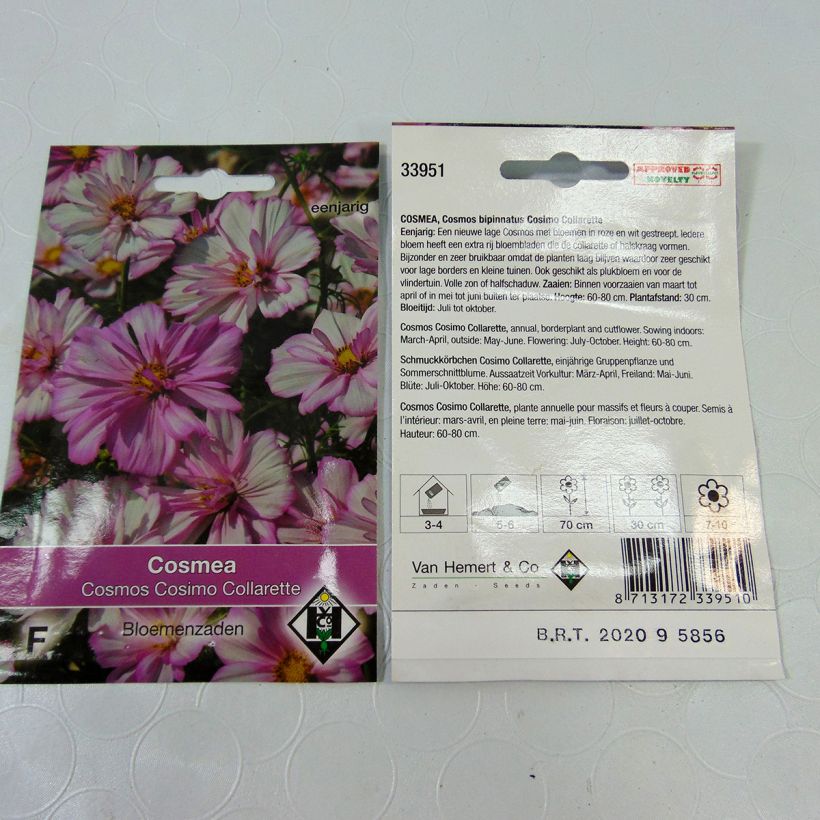 Beispiel eines Exemplars von Schmuckkörbchen Cosimo Collarette (Samen) - Cosmos die Tüte mit 60 Samen ungefähr (0.5g) wie geliefert