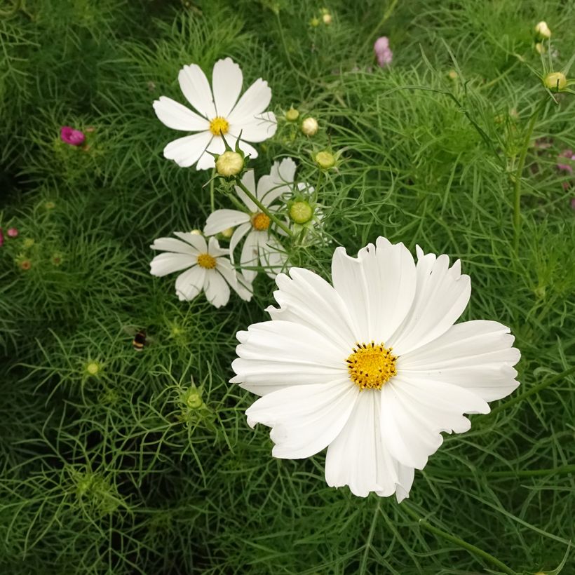 Schmuckkörbchen Cupcakes White (Samen) - Cosmos (Blüte)