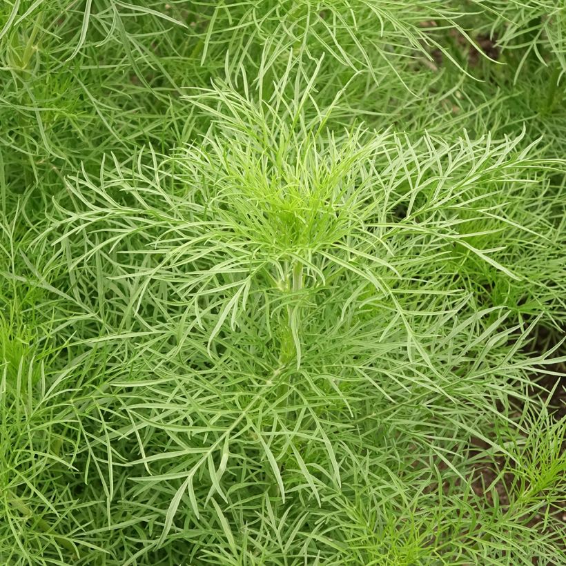 Schmuckkörbchen Fandango (Samen) - Cosmos bipinnatus (Foliage)