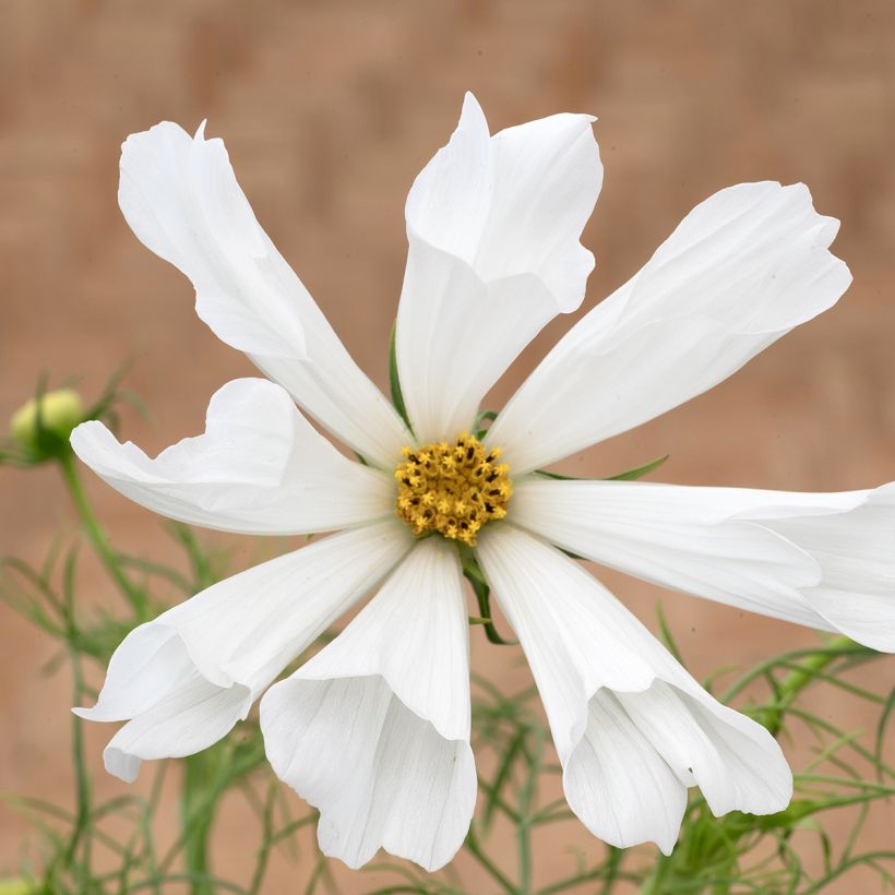 Schmuckkörbchen Pinwheel White (Samen) - Cosmos (Blüte)