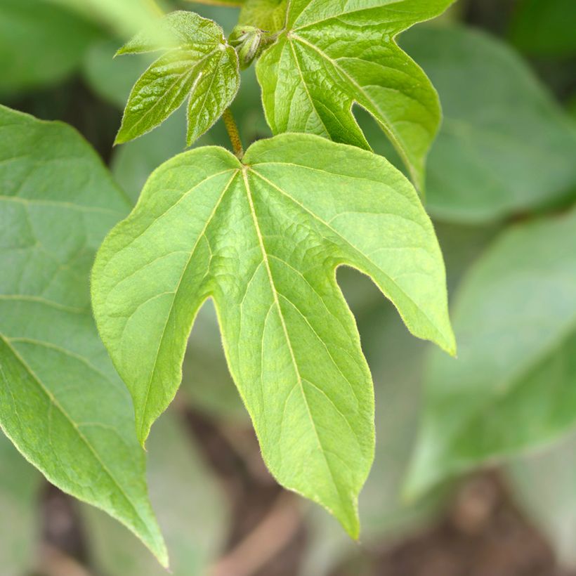 Baumwollpflanze (Samen) - Gossypium herbaceum (Foliage)