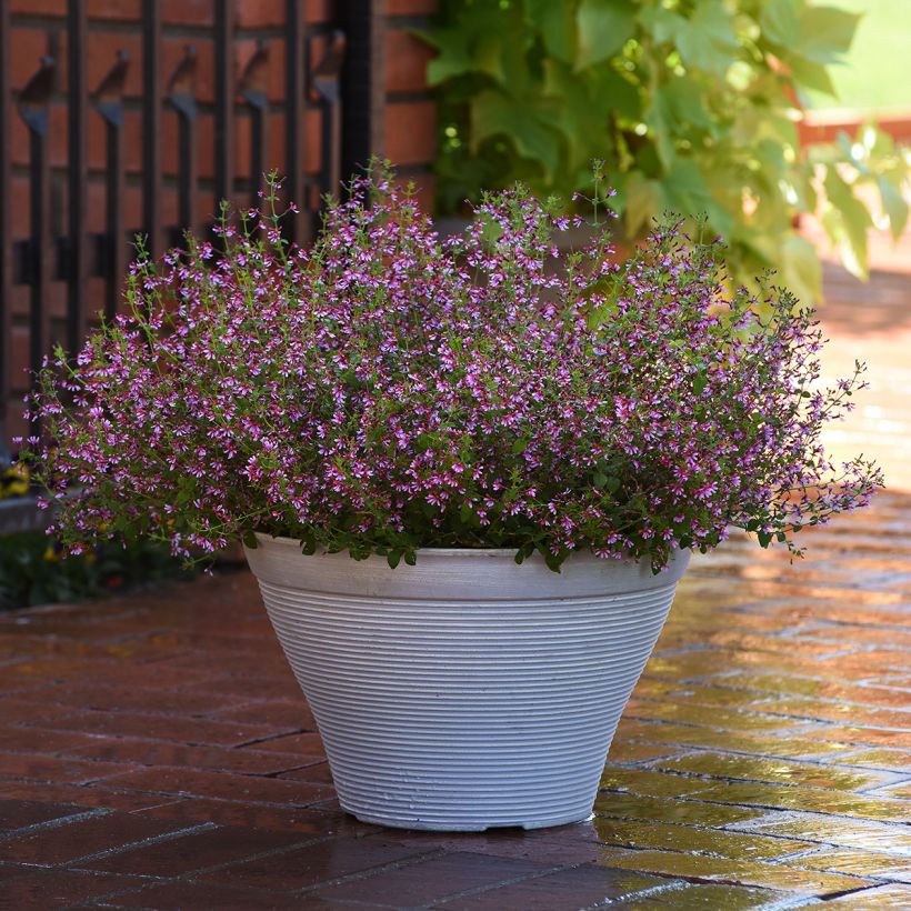 Cuphea Pink Shimmer (Pillierte Samen) - Köcherblume (Plant habit)