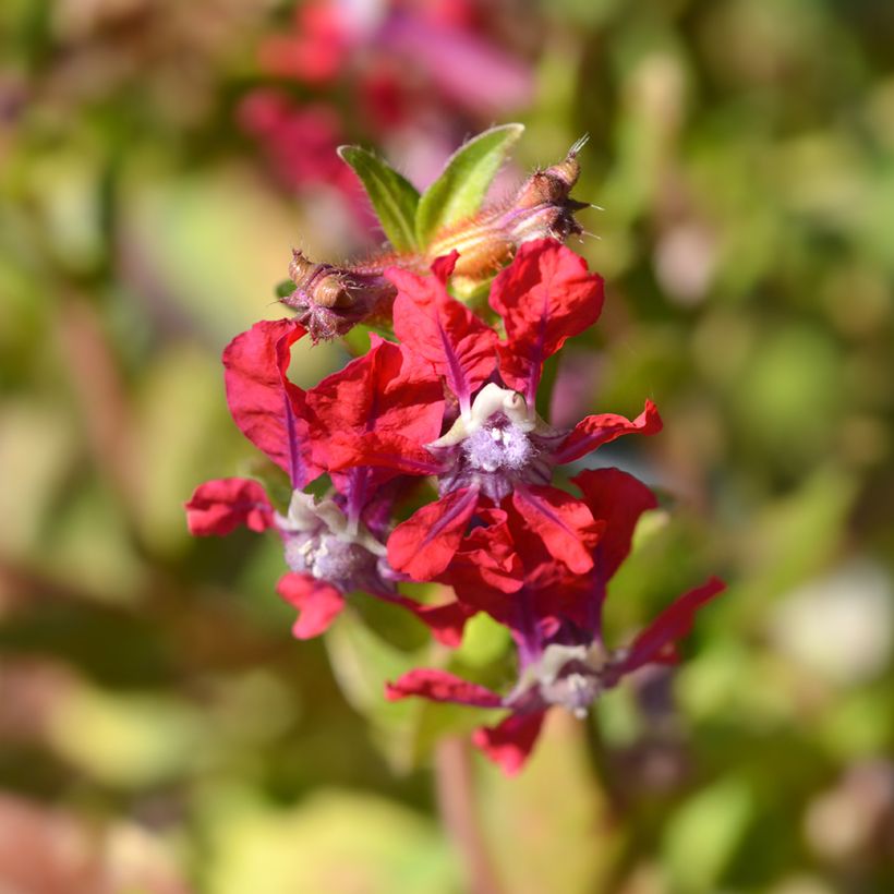 Cuphea miniata Mix (Samen) - Zigarettenblümchen (Blüte)