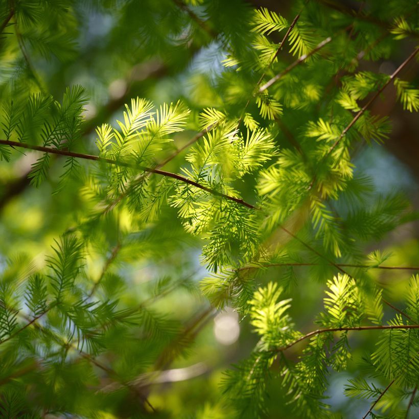 Taxodium distichum (Samen) - Sumpfzypresse (Flowering)