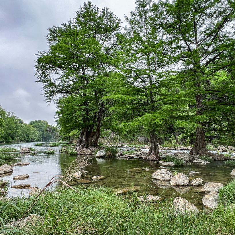 Taxodium distichum (Samen) - Sumpfzypresse (Plant habit)