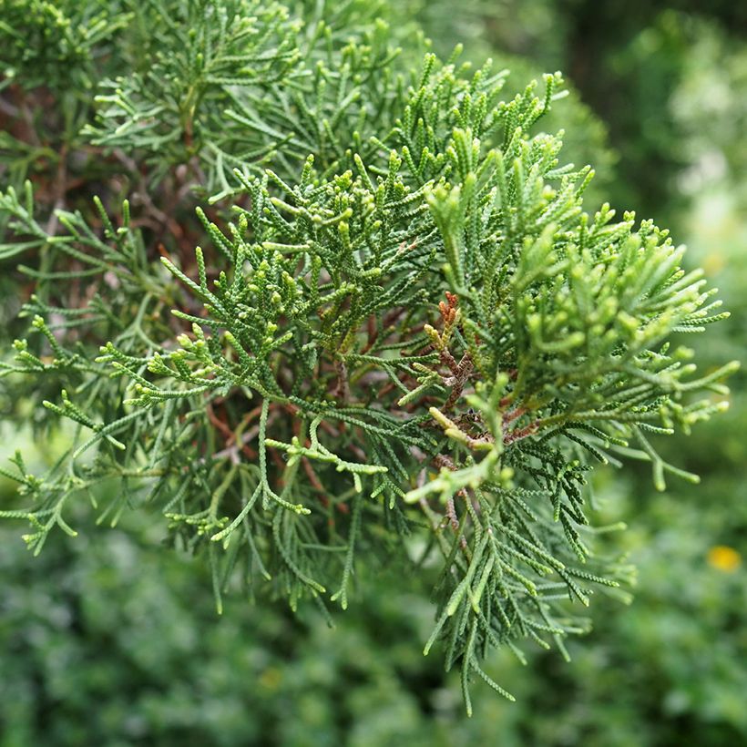 Cupressus sempervirens (Samen) - Echte-Zypresse (Laub)