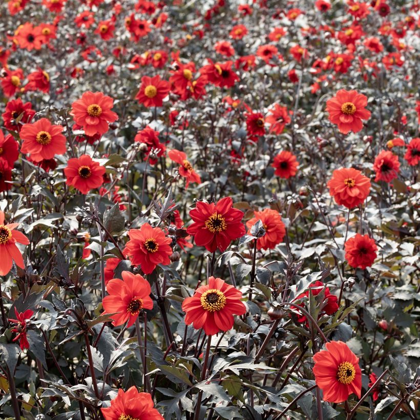 Dahlia Black Forest Ruby (Samen) - Zwerg Dahlie (Wuchs)