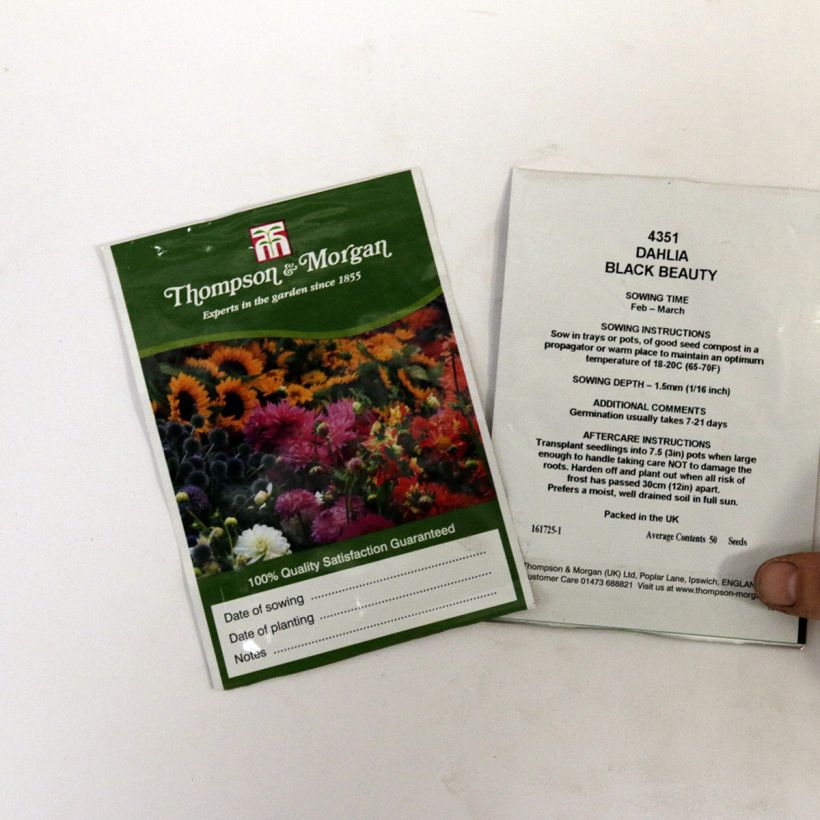 Beispiel eines Exemplars von Dahliensamen Black Beauty (Samen) die Tüte mit 50 Samen ungefähr wie geliefert