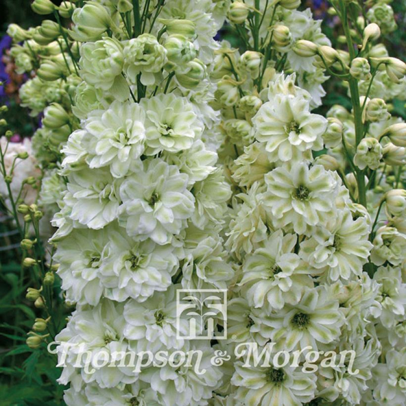 Hoher Rittersporn Green Twist (Samen) - Delphinium (Flowering)
