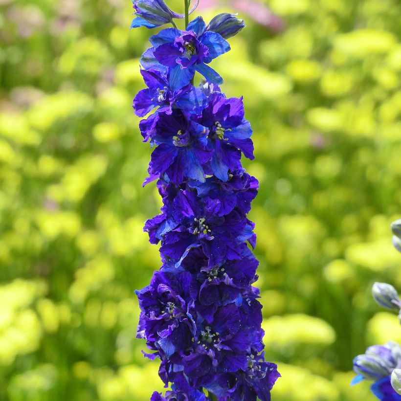Delphinium Imperial QIS Dark Blue (Samen) - Garten-Rittersporn (Blüte)
