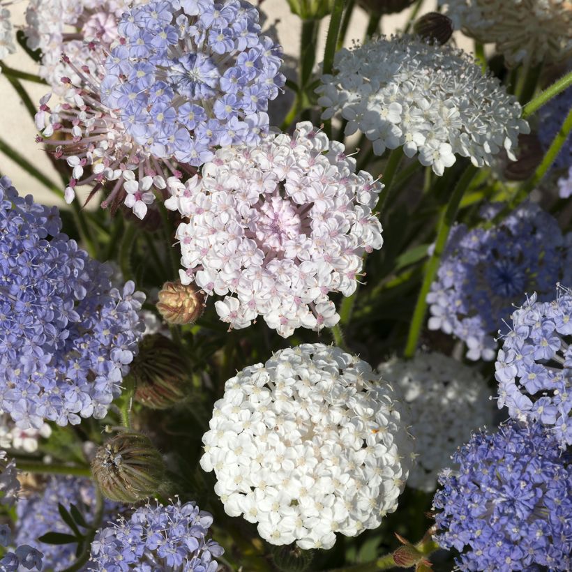 Trachymene coerulea Lace Heavenly Umbels (Samen) - Blaudolde (Flowering)