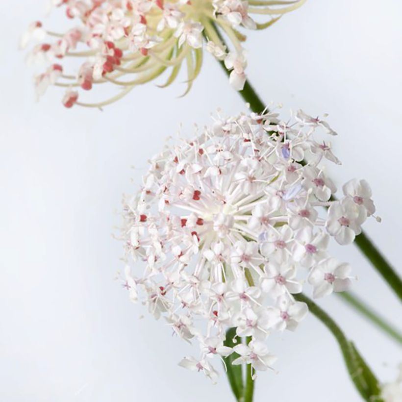 Trachymene coerulea Lace Pink (Samen) - Blaudolde (Blüte)
