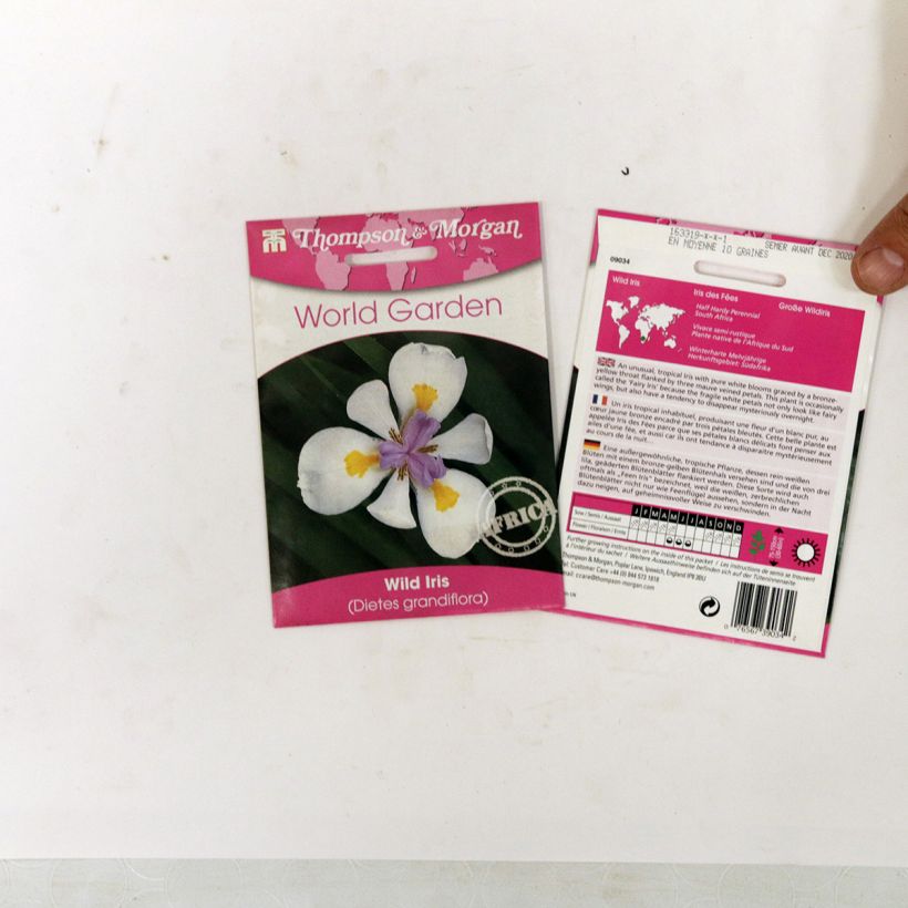 Beispiel eines Exemplars von Dietes grandiflora (Samen) - Dietes die Tüte mit 10 Samen ungefähr wie geliefert