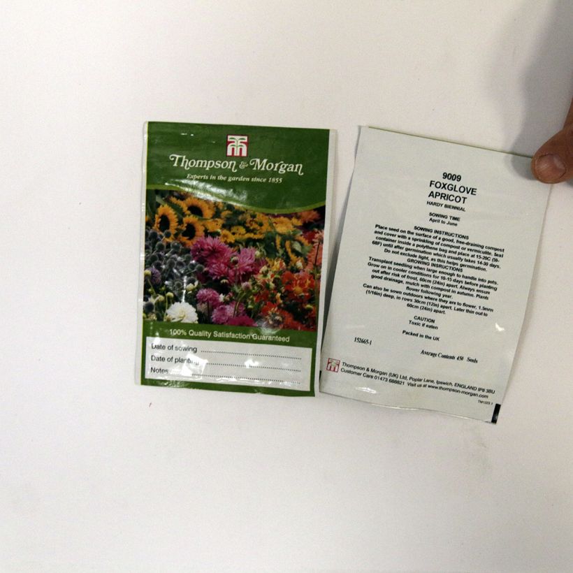 Example of Fingerhut Apricot (Samen) - Digitalis purpurea die Tüte mit 2550 Samen ungefähr (0,3g) as you get