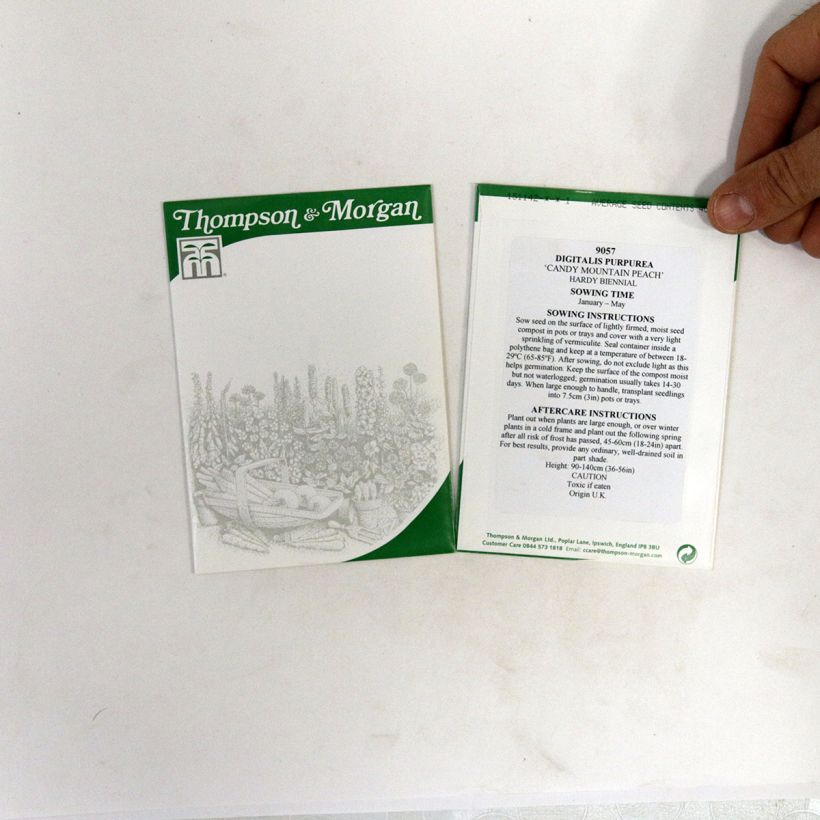 Beispiel eines Exemplars von Fingerhut Candy Mountain Peach (Samen) - Digitalis purpurea die Tüte mit 40 Samen ungefähr wie geliefert