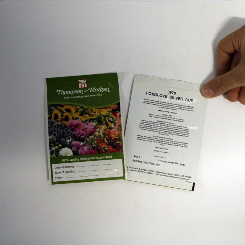 Beispiel eines Exemplars von Fingerhut Silver Club (Samen) - Digitalis purpurea ssp heywoodii die Tüte mit 100 Samen ungefähr wie geliefert