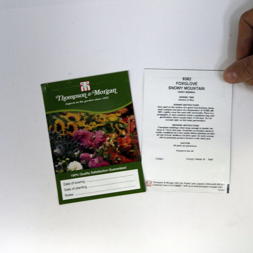 Beispiel eines Exemplars von Fingerhut Snowy Mountain (Samen) - Digitalis purpurea die Tüte mit 40 Samen ungefähr wie geliefert