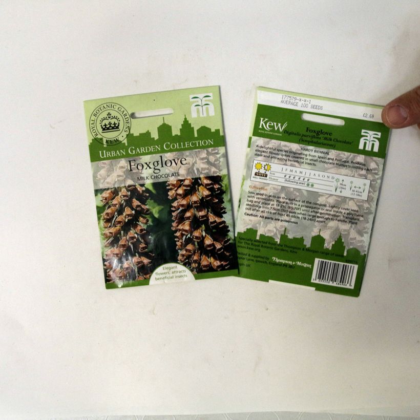 Beispiel eines Exemplars von Digitalis parviflora Milk Chocolate (Samen) - Kleinblütiger Fingerhut die Tüte mit 100 Samen ungefähr wie geliefert