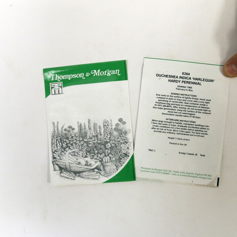 Beispiel eines Exemplars von Duchesnea indica Harlequin (Samen) - Indische Erdbeere die Tüte mit 40 Samen ungefähr wie geliefert