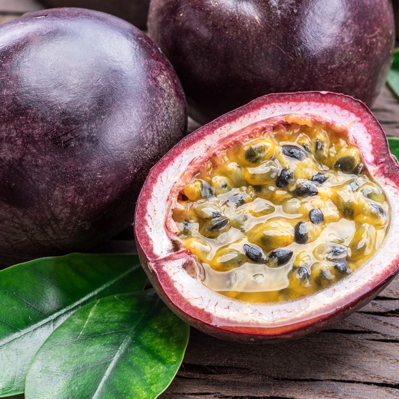 Passionsblume (Samen) - Passiflora edulis (Harvest)