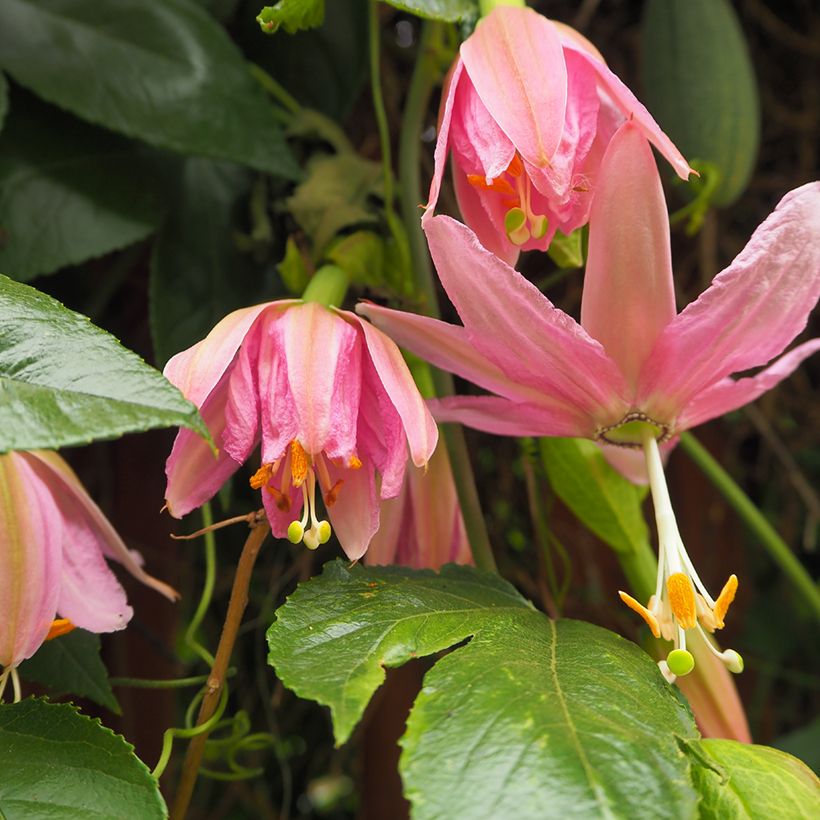 Passionsblume (Samen) - Passiflora tripartita var. mollissima (Blüte)