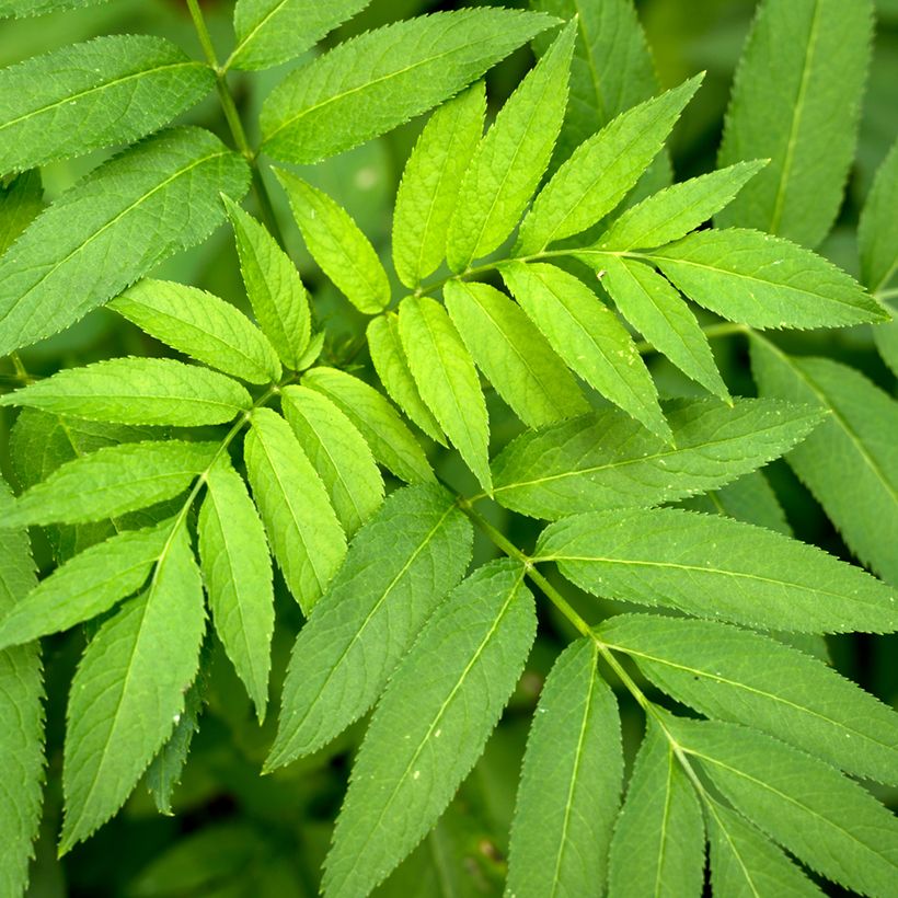 Gemeine Esche (Samen) - Fraxinus excelsior (Foliage)