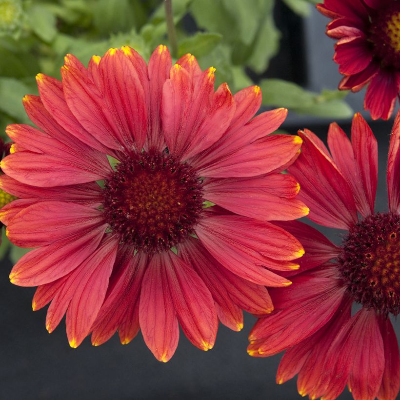 Kokardenblume Arizona Red Shades (Samen) - Gaillardia grandiflora (Flowering)