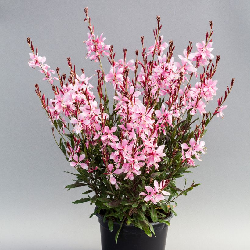 Prachtkerze Emmeline Pink Bouquet (Samen) - Gaura lindheimeri (Wuchs)