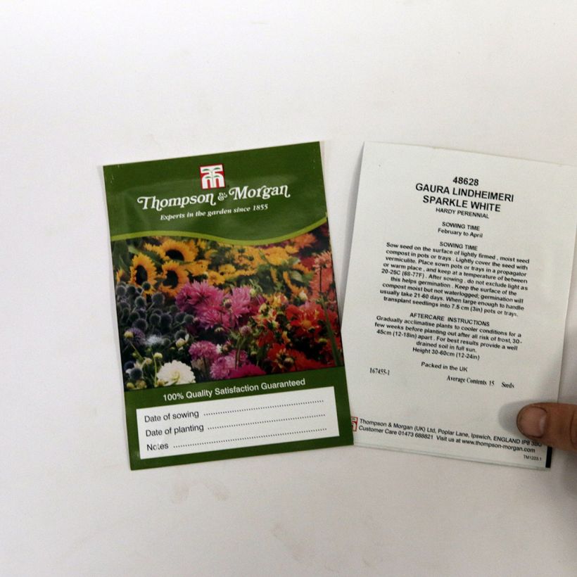 Example of Prachtkerze Sparkle White (Samen) - Gaura lindheimeri die Tüte mit 15 Samen ungefähr as you get
