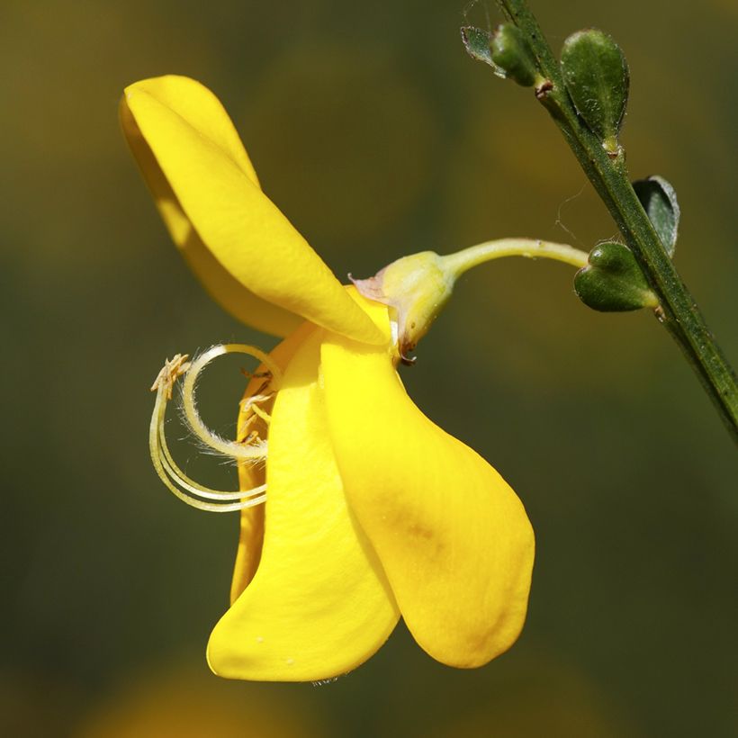 Edelginster (Samen) - Cytisus scoparius (Flowering)