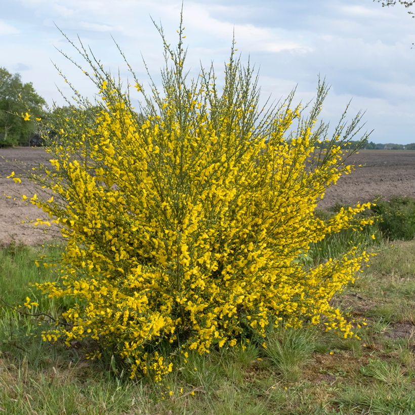 Edelginster (Samen) - Cytisus scoparius (Plant habit)