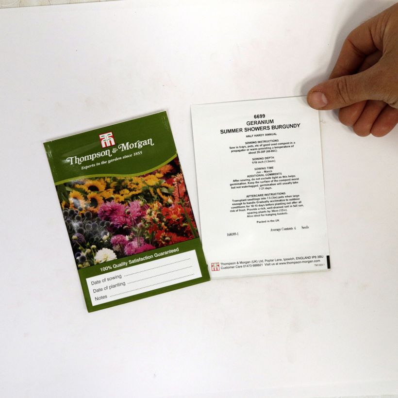 Beispiel eines Exemplars von Zonal-Pelargonie Summer Showers Burgundy (Samen) - Pelargonium die Tüte mit 6 Samen ungefähr wie geliefert