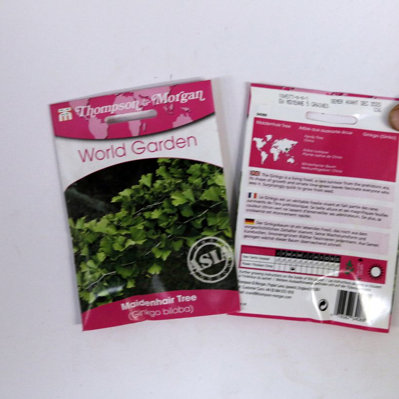 Beispiel eines Exemplars von Ginkgo biloba (Samen) - Fächerblattbaum die Tüte mit 5 Samen ungefähr (6g) wie geliefert