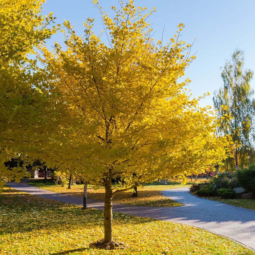 Ginkgo biloba (Samen) - Fächerblattbaum (Wuchs)