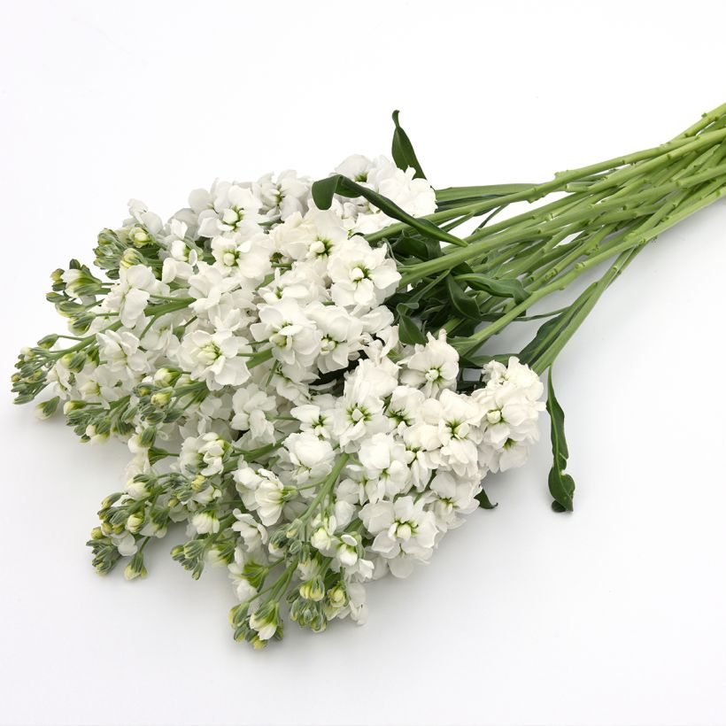 Levkoje quarantaine Katz Hi double White (Samen) - Matthiola incana (Blüte)