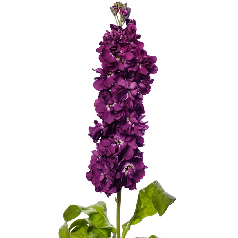 Levkoje Milla Aubergine (Samen) - Matthiola incana (Blüte)