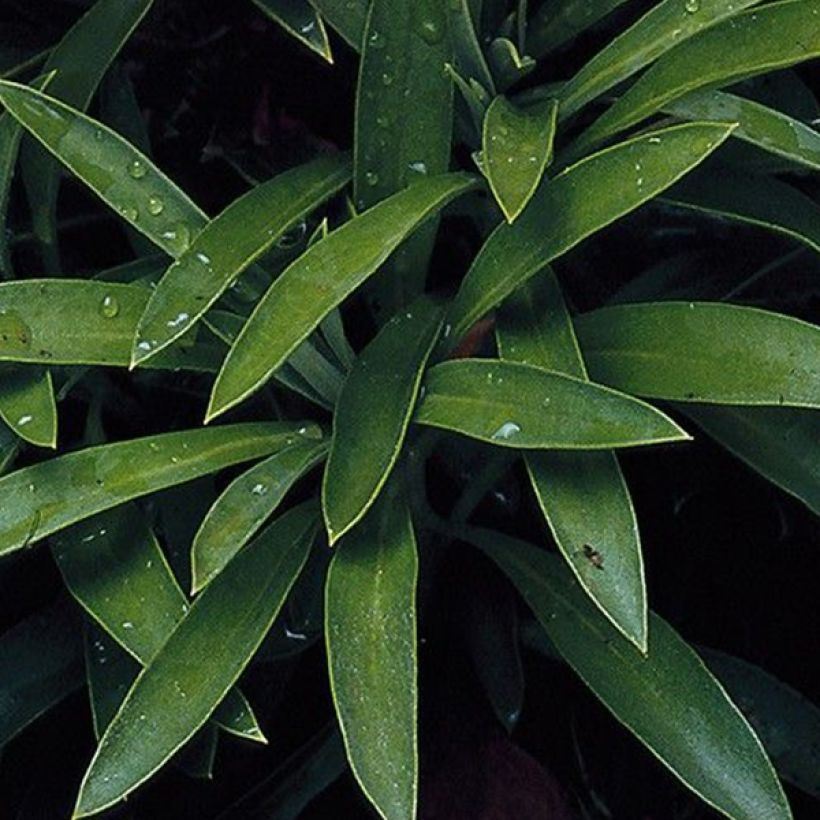 Garten-Goldlack Bedder Scarlet (Samen) - Erysimum (Foliage)